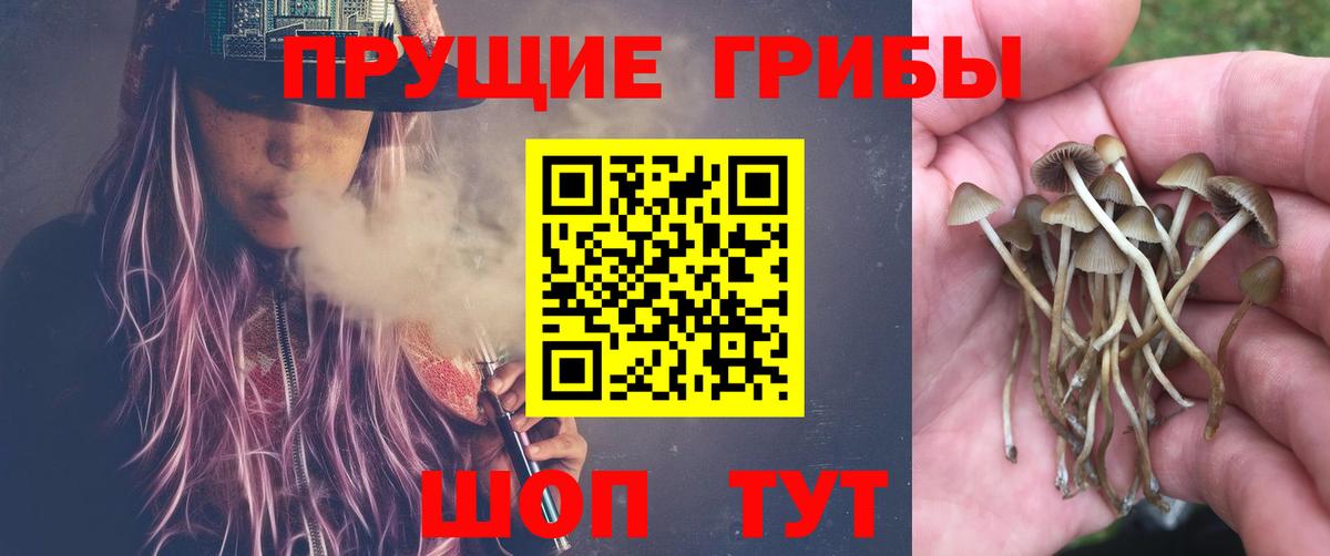 Муром  где можно купить наркотик  Вход с VPN  Галлюциногенные грибы Psilocybe 